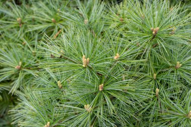 Pinus strobus veya beyaz veya Weymouth çam ağacı dalları