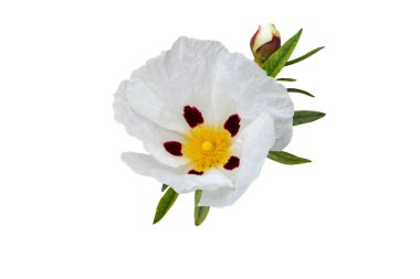 Labdanum ya da sakız kayası çiçeği beyaza izole edilmiş. Kistus ladanifer