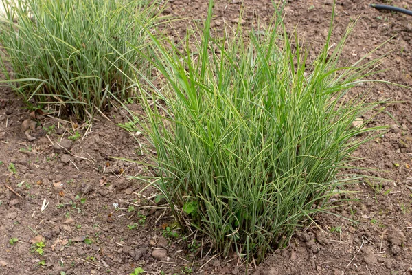 中华云杉或玉兰花或中国银草植物 — 图库照片