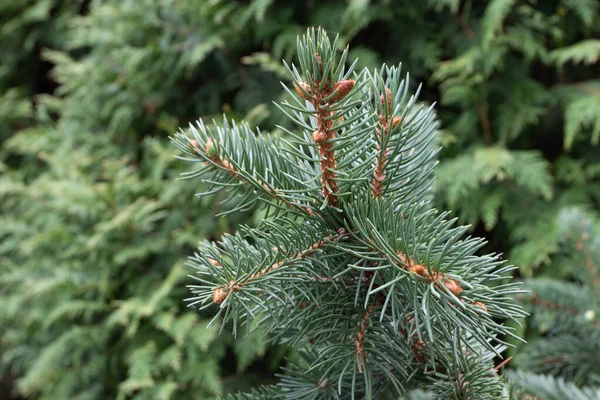 Blue Spruce Picea Pungens Branch Blue Green Coloured Needles Coniferous — Stock Photo, Image