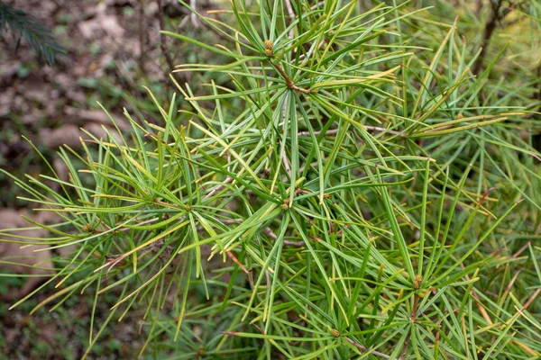 Sciadopithe Verticillata Або Гілки Японських Парасольок Соснових Дерев — стокове фото