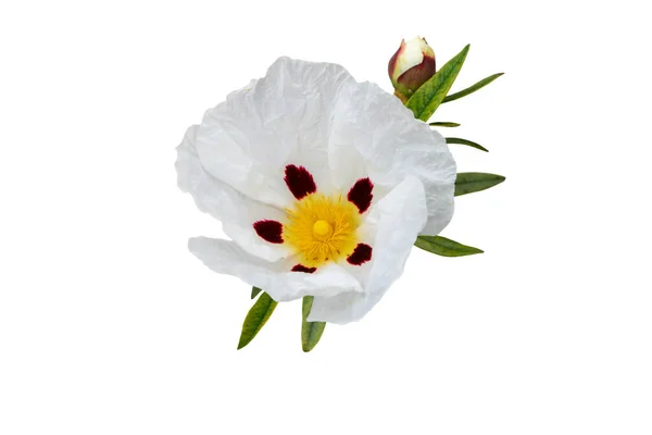 Labdanum Gom Rockrose Bloem Geïsoleerd Wit Cistus Ladanifer — Stockfoto