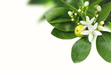 Beyaz kokulu çiçekleri, tomurcukları, yaprakları ve beyaz meyveleri olan portakal ağacı dalı. Neroli çiçekli köşe..