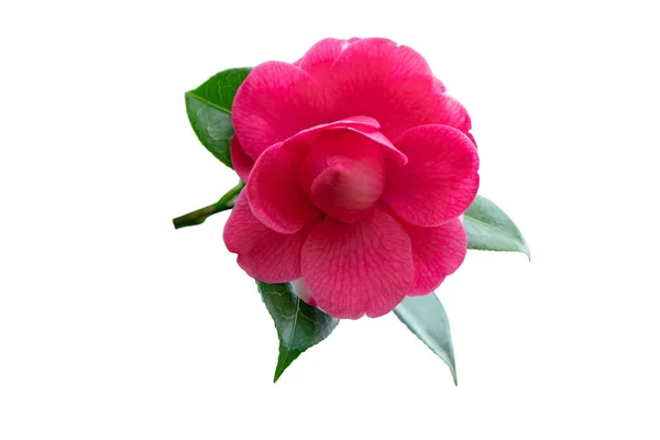Bright Pink Camellia Branch Flower Glossy Leaves Isolated White — Stock Photo, Image