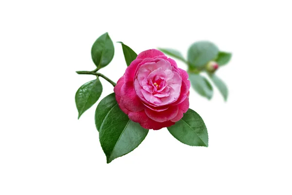 Camélia Rosa Brilhante Forma Peônia Japonesa Flor Folhas Broto Isolado — Fotografia de Stock