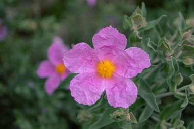 Kistus albidus pembe çiçekleri, parlak sarı pudingleri ve buruşuk kağıt yapraklarıyla. Gri yapraklı çiçekli çalı.