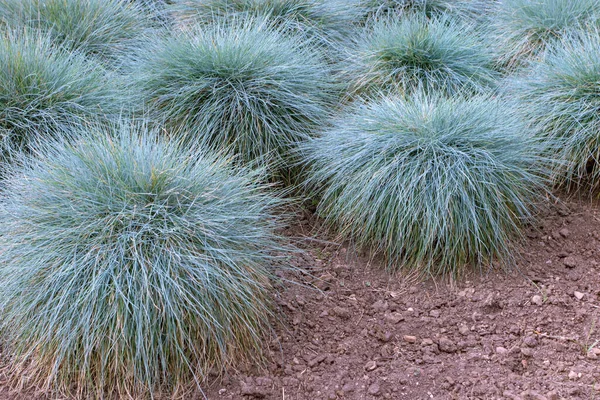 蓝色鳞片丛生植物 金银花园中的地面覆盖着观赏草 — 图库照片