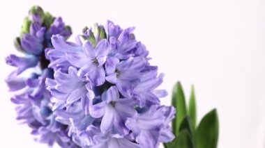 Su damlalı mor sümbül çiçekleri. Hyacinthus bahar bitkileri. 