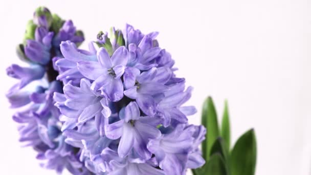Flores Jacinto Púrpura Con Gotas Agua Hyacinthus Plantas Primavera — Vídeo de stock