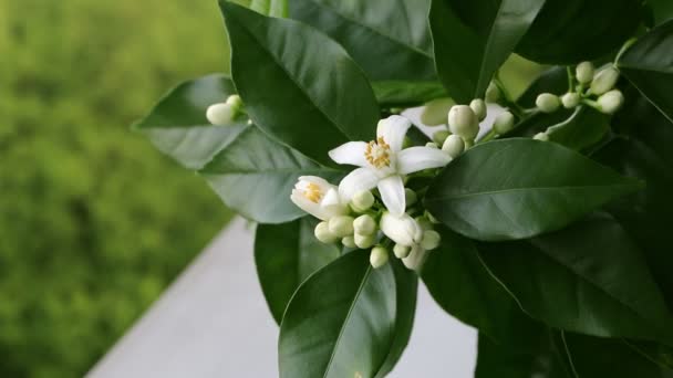 Orangenbaum Weiß Duftende Blüten Und Knospen Und Dunkelgrünes Laub Auf — Stockvideo