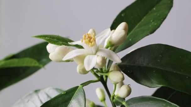 Orangenbaum Weiße Blüten Und Knospen Und Blätter Mit Wassertropfen Neroli — Stockvideo