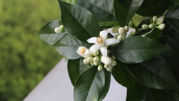 Orangenbaum Weiße Duftende Blüten Und Knospen Zweige Wiegen Sich Wind — Stockvideo