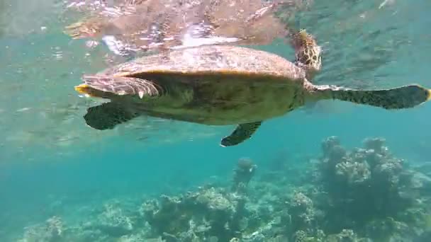 Zielony Żółw Morski Wdycha Nurkuje Ukrywa Się Wśród Korali Podwodne — Wideo stockowe