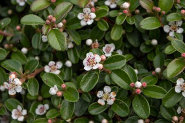 Cotoneaster yatay mor erkekli küçük beyaz çiçekler