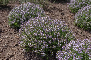 Thymus vulgaris bitkileri. Küçük mor çiçekli kekik çalıları