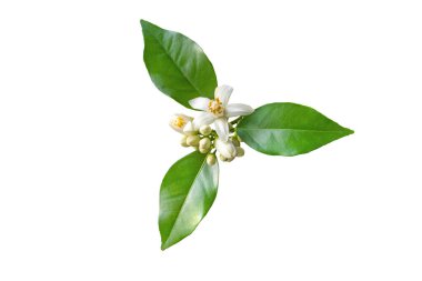 Portakal ağacı kokulu çiçekler, tomurcuklar ve yapraklar beyazın üzerinde izole. Neroli çiçeği..