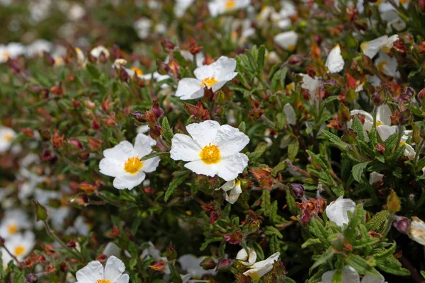 Cistus Salviifolius Białe Kwiaty Kwitnąca Róża Liściasta Lub Salvia Cistus — Zdjęcie stockowe