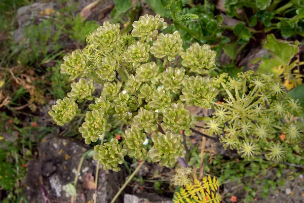 Angelica Pachycarpa Oder Portugiesische Oder Glänzend Blättrige Pflanze Mit Blüten — Stockfoto