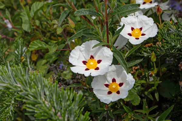 Cistus Ladanifer Labdanum Gum Rockrose Flowering Plant White Brown Spotted — Stock Photo, Image