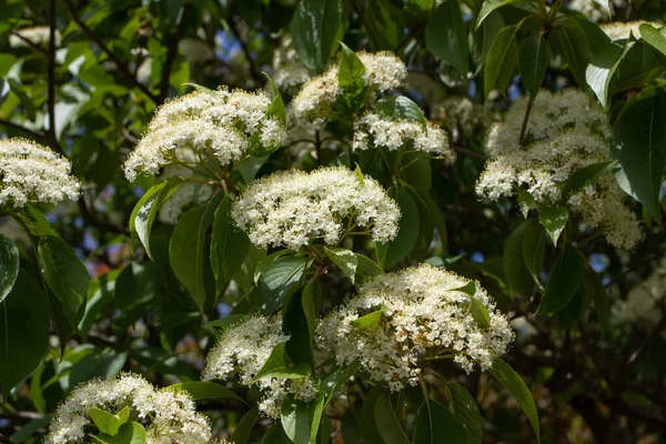 Viburnum Lantana Wayfarer Wayfaring Tree Plant White Flowers — Stock Photo, Image