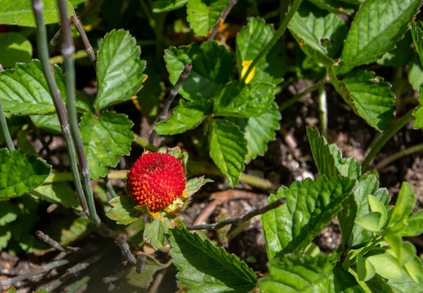 Duchesnea Potentilla Indica Mock False Strawberry Indian Strawberry Red Ripe — Stock Photo, Image