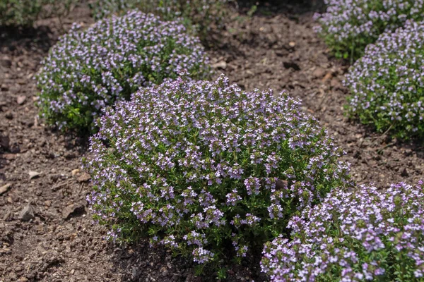 胸腺ハゲワシの植物 小さな紫色の花とタイム装飾的な茂み — ストック写真