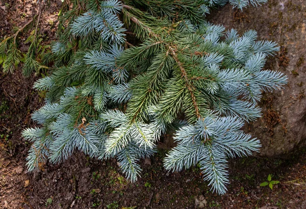 Blue Spruce Picea Pungens Branch Blue Green Coloured Needles Coniferous — Stock Photo, Image
