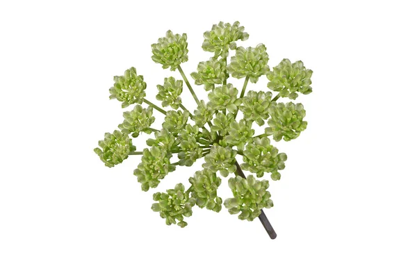 Angelica Pachycarpa Umbel Folhas Portuguesas Brilhantes Isolado Sobre Branco — Fotografia de Stock