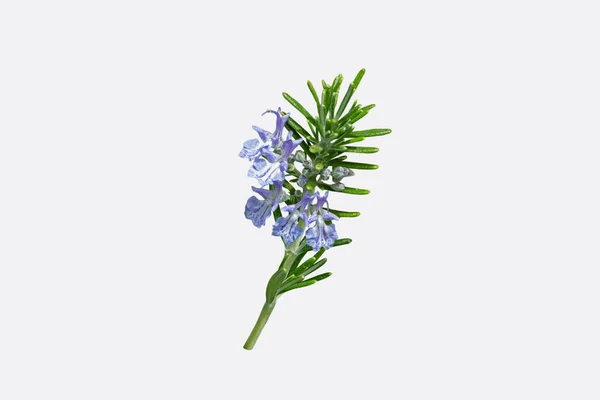 Rosemary Branch Leaves Blue Flowers Isolated White Salvia Rosmarinus Plant — Stock Photo, Image