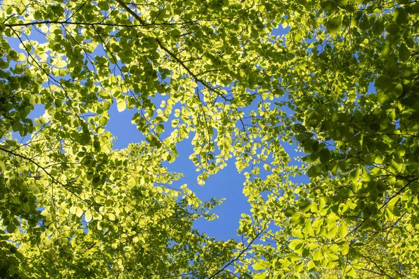 Spring Bright Green Young Foliage Beech Forest Blue Clear Sunny — Stock Photo, Image