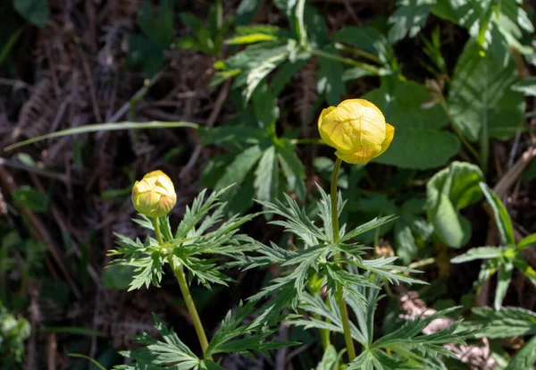 Trollius Europaeus Globeflower Flores Forma Globo Amarillo Brillante Prado Primavera —  Fotos de Stock