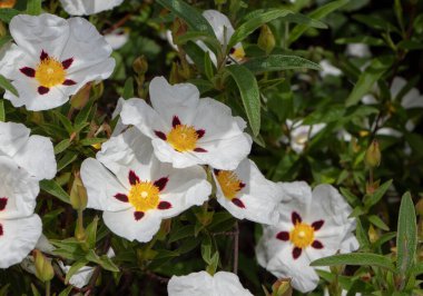 Cistus ladanifer or labdanum or gum rockrose flowering plant closeup. White spotted flowers with crumpled petals  clipart