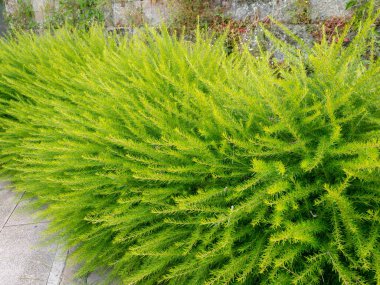 Parlak yeşil pofuduk dekoratif çalılar. Dikenli örümcek çiçeği bitkileri veya ardıç yapraklı grevilleler. 