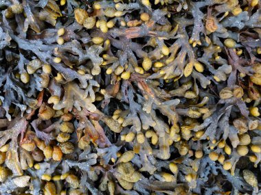 Fucus vesiculosus. Dalgalar çekildiğinde sidik torbası yosun topluyor..