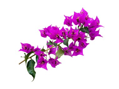 Bougainvillea parlak mor tropikal çiçek dalları Whit üzerinde izole