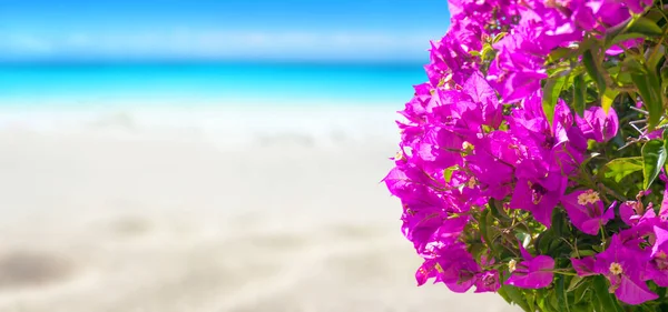 Бугенвілла Фіолетові Квіти Піщаний Пляж Тропічний Острів Рай Яскрава Бірюзова — стокове фото