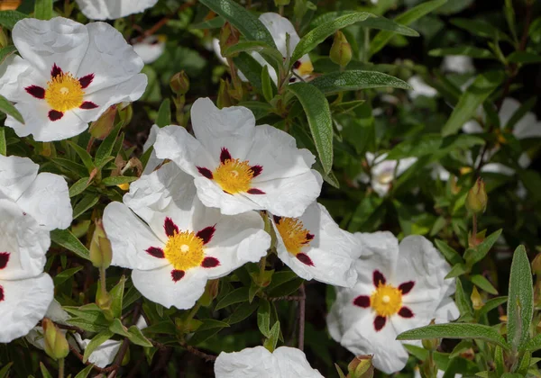 Cistus Ladanifer Labdanum Gum Rockrose Flowering Plant Closeup White Spotted — Stock Photo, Image