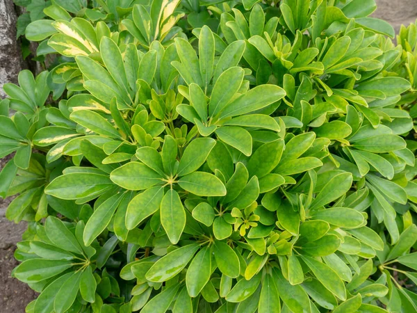 Schefflera Arboricolaまたは矮星の傘の木常緑低木植物 チラシ付きの緑の葉 — ストック写真