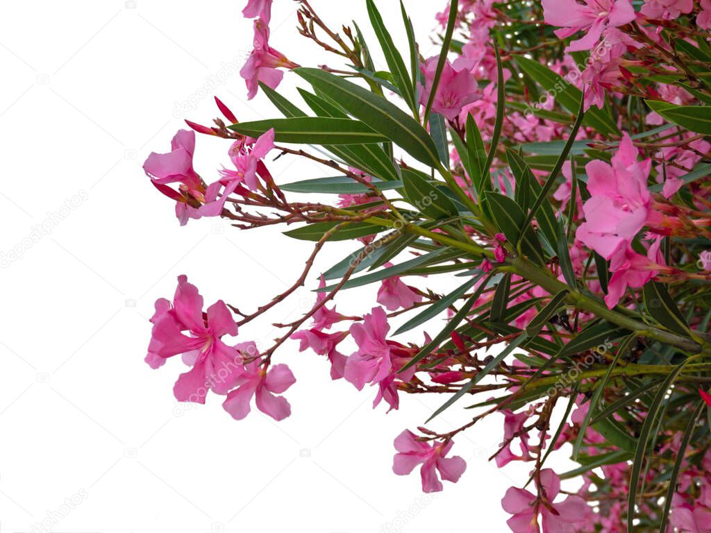 Pale pink oleander or nerium branches with flowers and leaves isolated on white