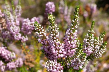 Erica vagans or wandering heath plants. Cornish heath light pink flowers