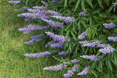 Chaste tree. Vitex plant with spikes of lavender butterfly-attracting flowers.