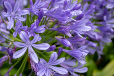 Agapanthus blue flowers closeup. Lily of the Nile or African lily flowering plant
