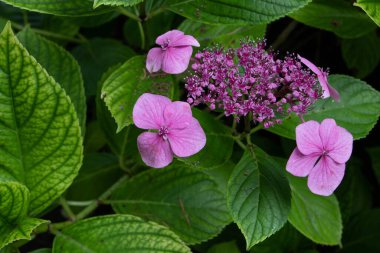 Hortensia plant with bright pink bloom. Hydrangea macrophylla flowers.