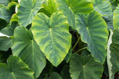 Colocasia esculenta leaves. Taro or kalo edible plants in the vegetable garden. 