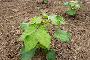 Upland cotton or Mexican cotton young plants at the plantation. Gossypium hirsutum.