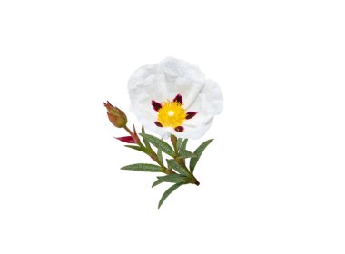 Labdanum flower isolated on white. Cistus ladanifer or gum rockrose plant. clipart