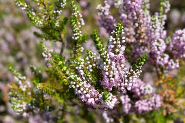 Cornish heath pink flowers. Erica vagans or wandering heath plants