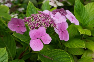 Hydrangea macrophylla pentamerous and tetramerous flowers. Hortensia plant with bright pink bloom.