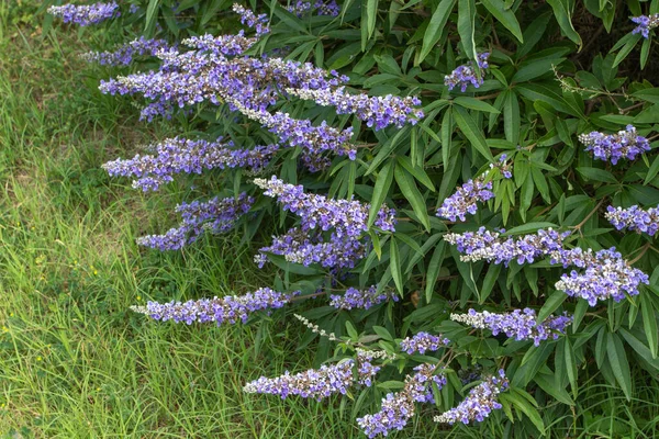 Chaste tree. Vitex plant with spikes of lavender butterfly-attracting flowers.