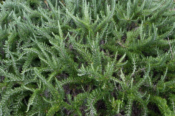 Rosemary Twisted Branches Fragrant Evergreen Needle Leaves Salvia Rosmarinus Plant — Φωτογραφία Αρχείου